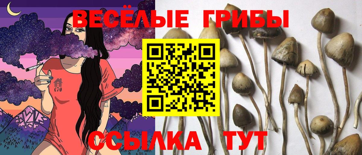 Стрежевой  Галлюциногенные грибы GOLDEN TEACHER  Псилоцибиновые грибы Psilocybine cubensis  Вход с VPN 